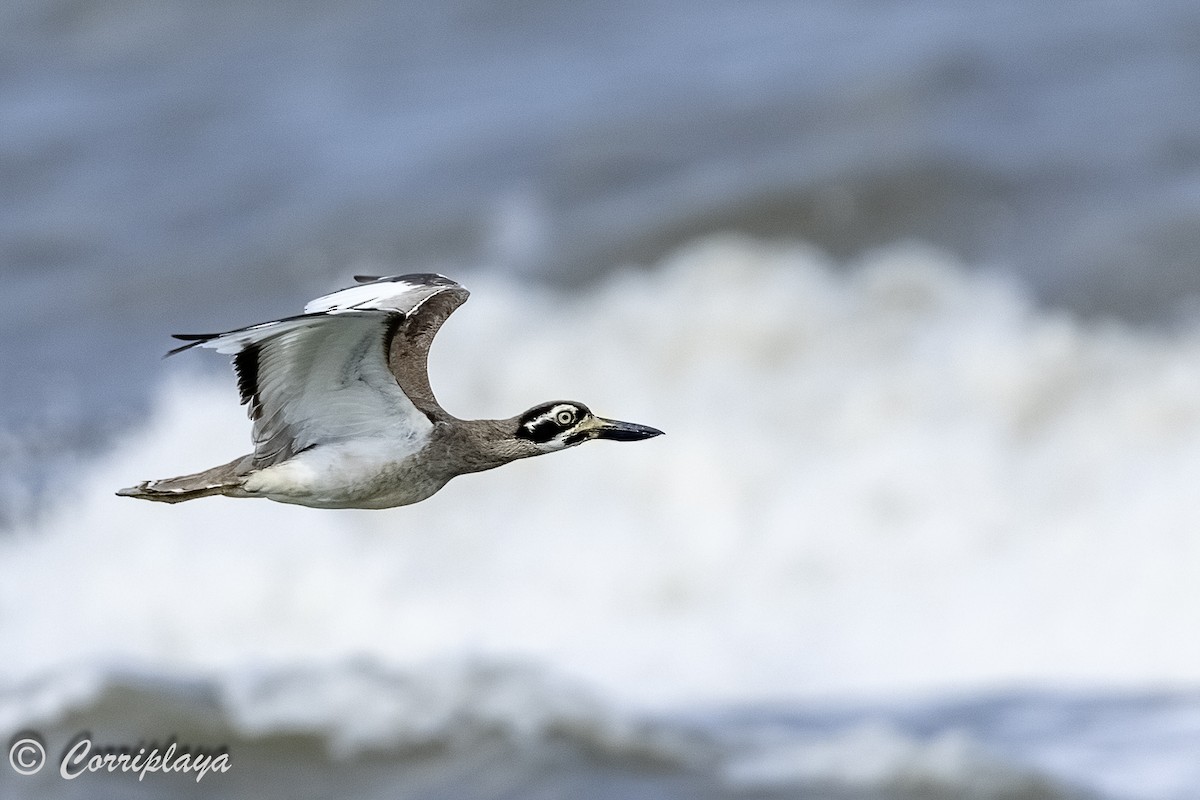 Beach Thick-knee - ML620562997