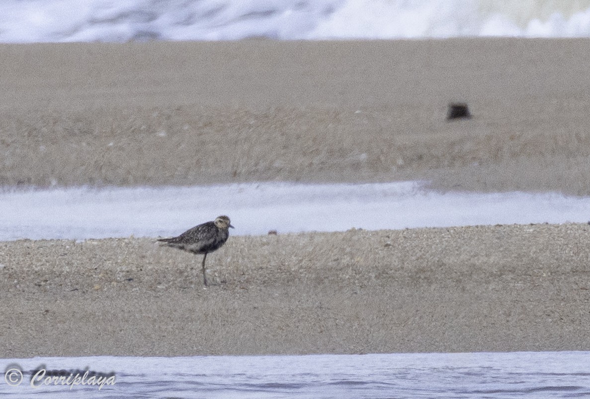 Pacific Golden-Plover - ML620562999