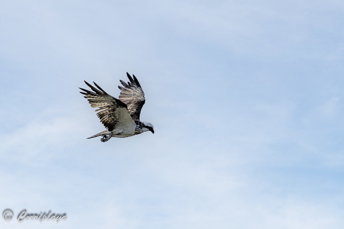 Osprey (Australasian) - ML620563003