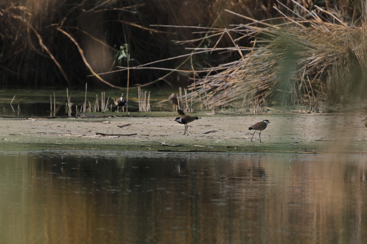 Spur-winged Lapwing - ML620563007