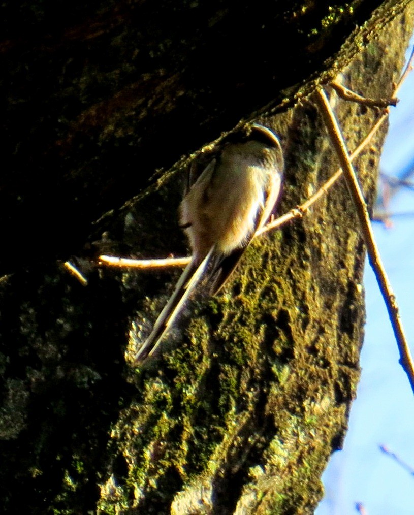 Long-tailed Tit - ML620563008