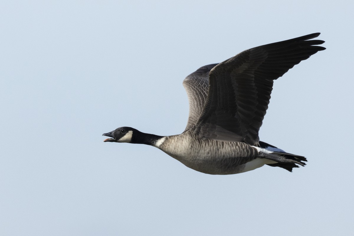 Barnacla Canadiense Chica (leucopareia) - ML620563015