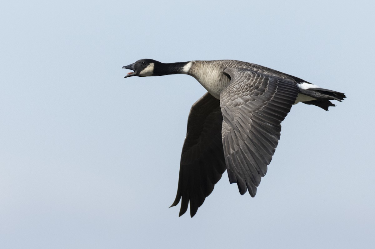 Cackling Goose (Aleutian) - ML620563016