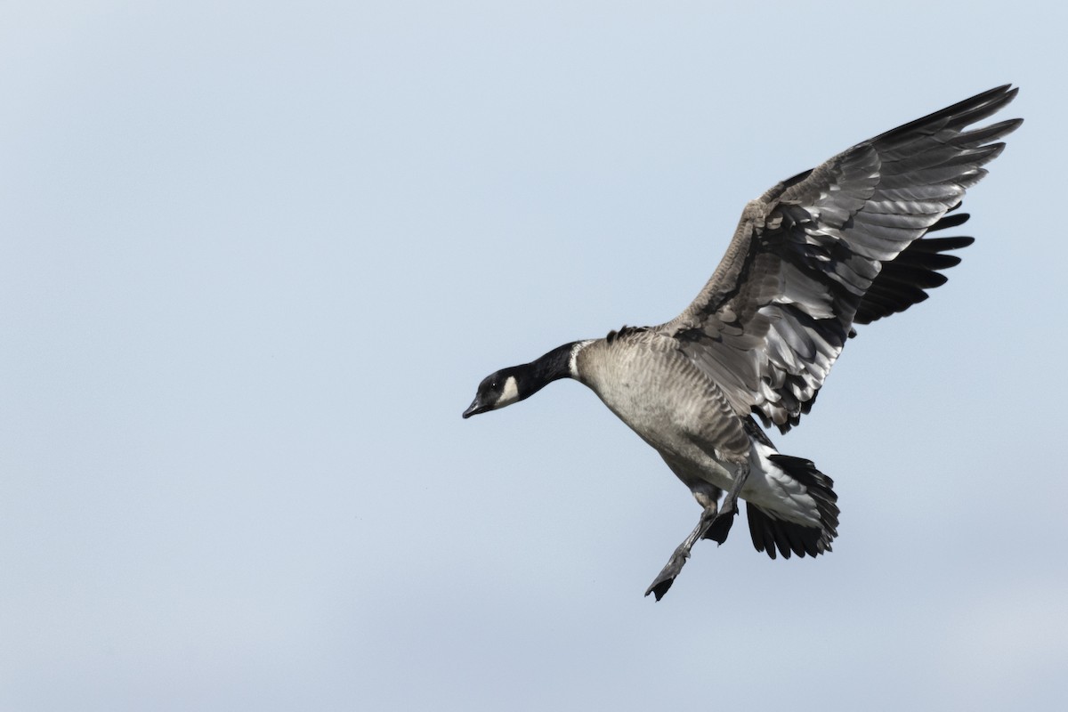Cackling Goose (Aleutian) - ML620563018