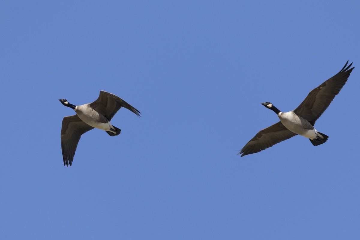 Barnacla Canadiense Chica (leucopareia) - ML620563020