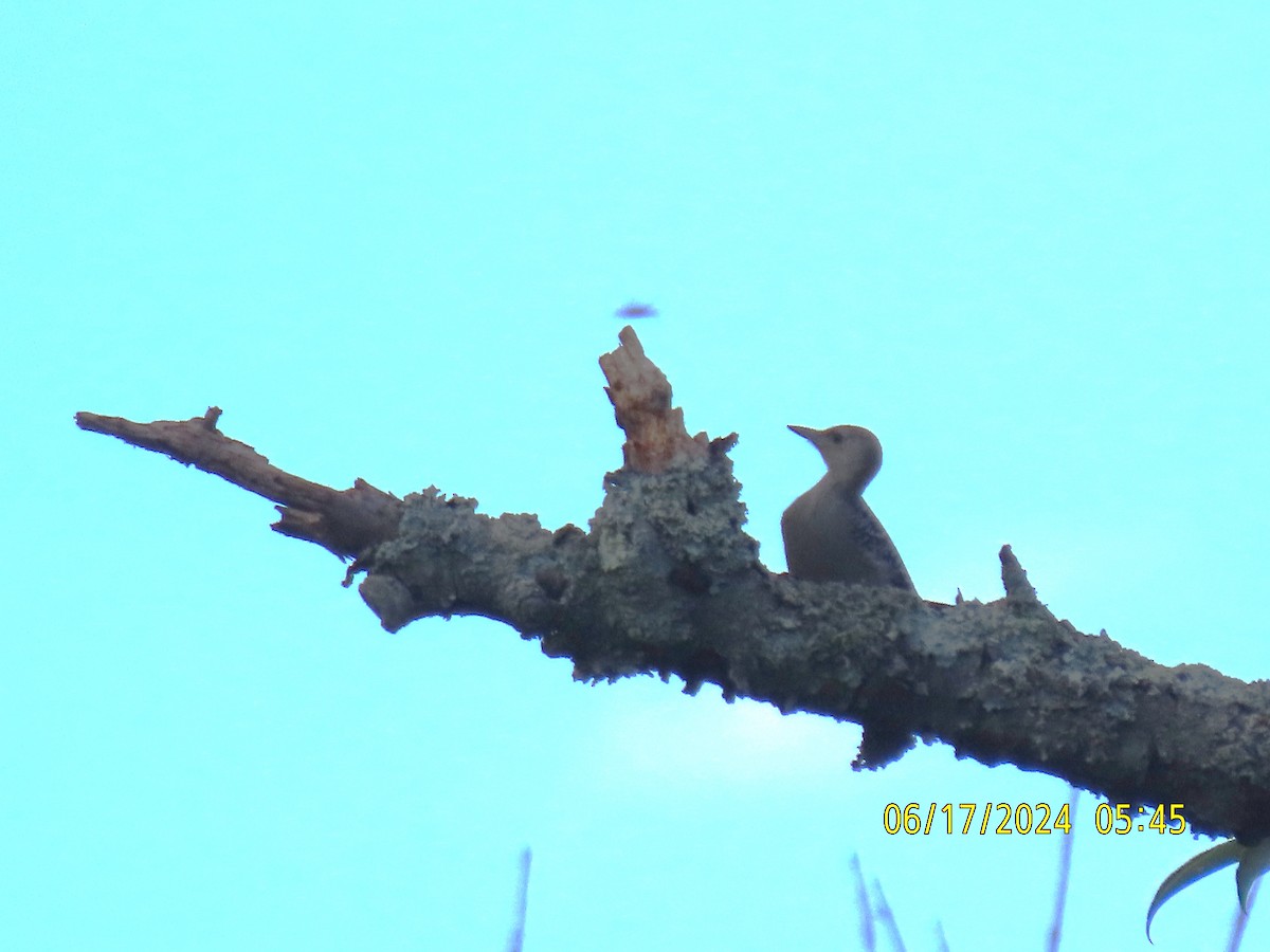 Red-bellied Woodpecker - ML620563024