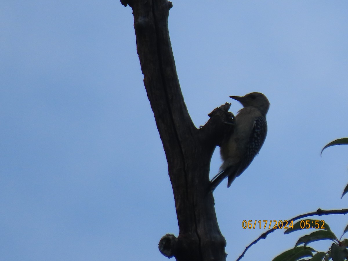 Red-bellied Woodpecker - ML620563025