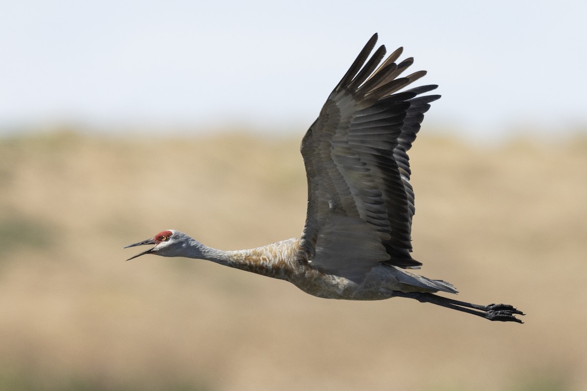 Sandhill Crane (canadensis) - ML620563031