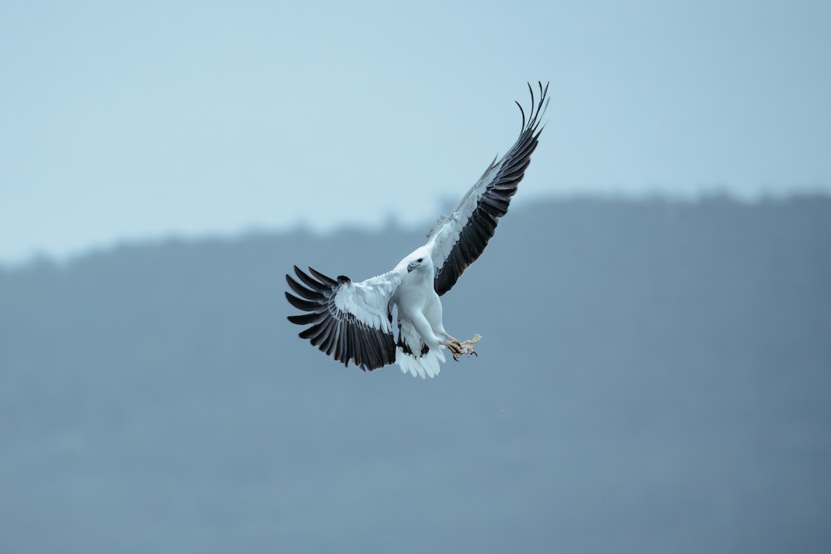 White-bellied Sea-Eagle - ML620563032