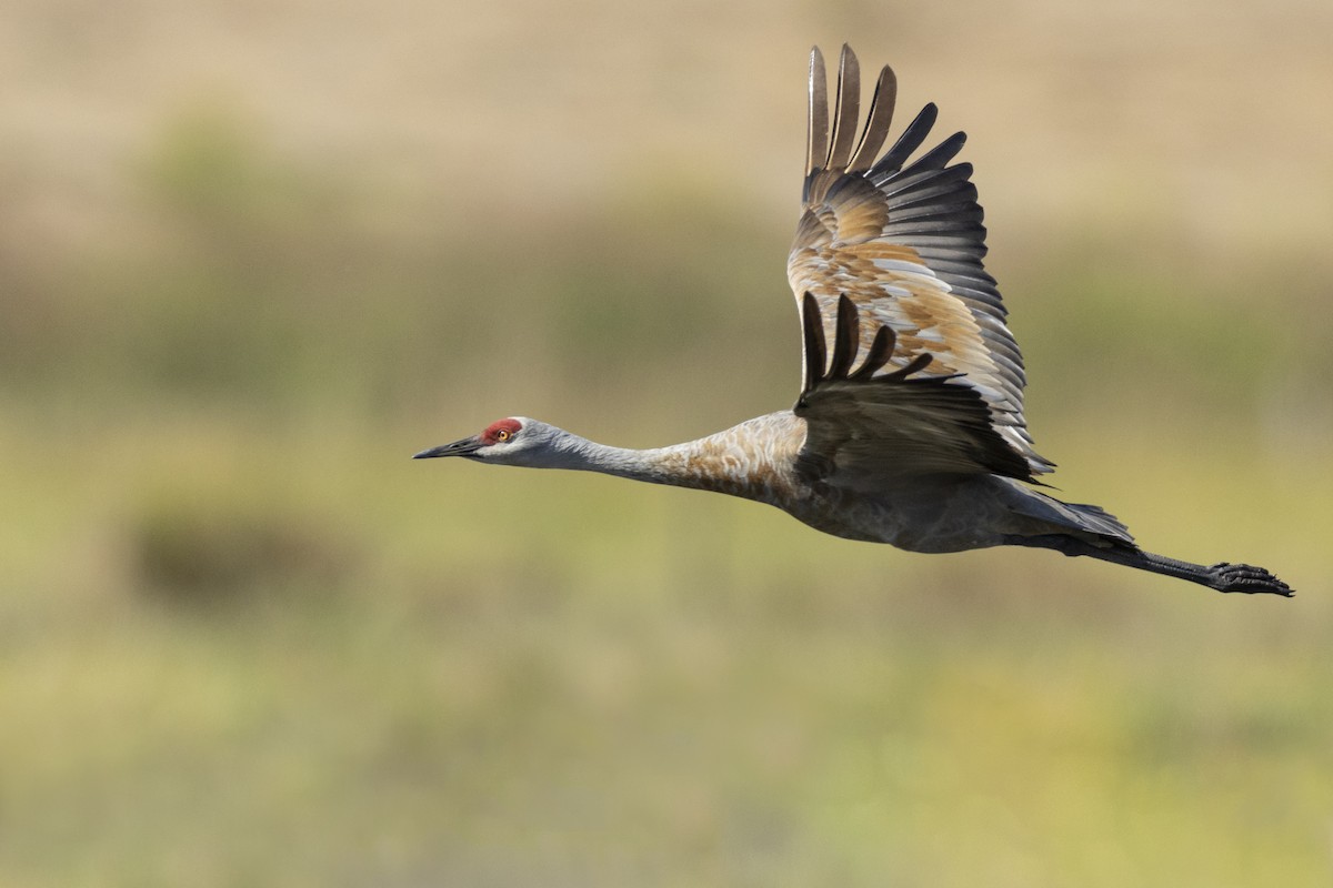 Grulla Canadiense (canadensis) - ML620563033