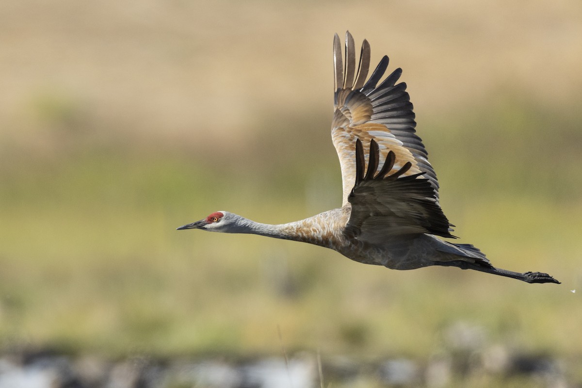 Grulla Canadiense (canadensis) - ML620563034