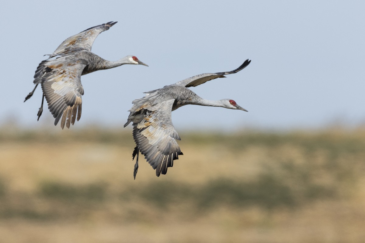 Sandhill Crane (canadensis) - ML620563035