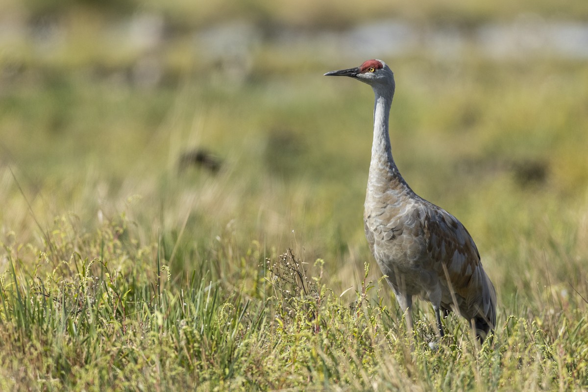 Sandhill Crane (canadensis) - ML620563036