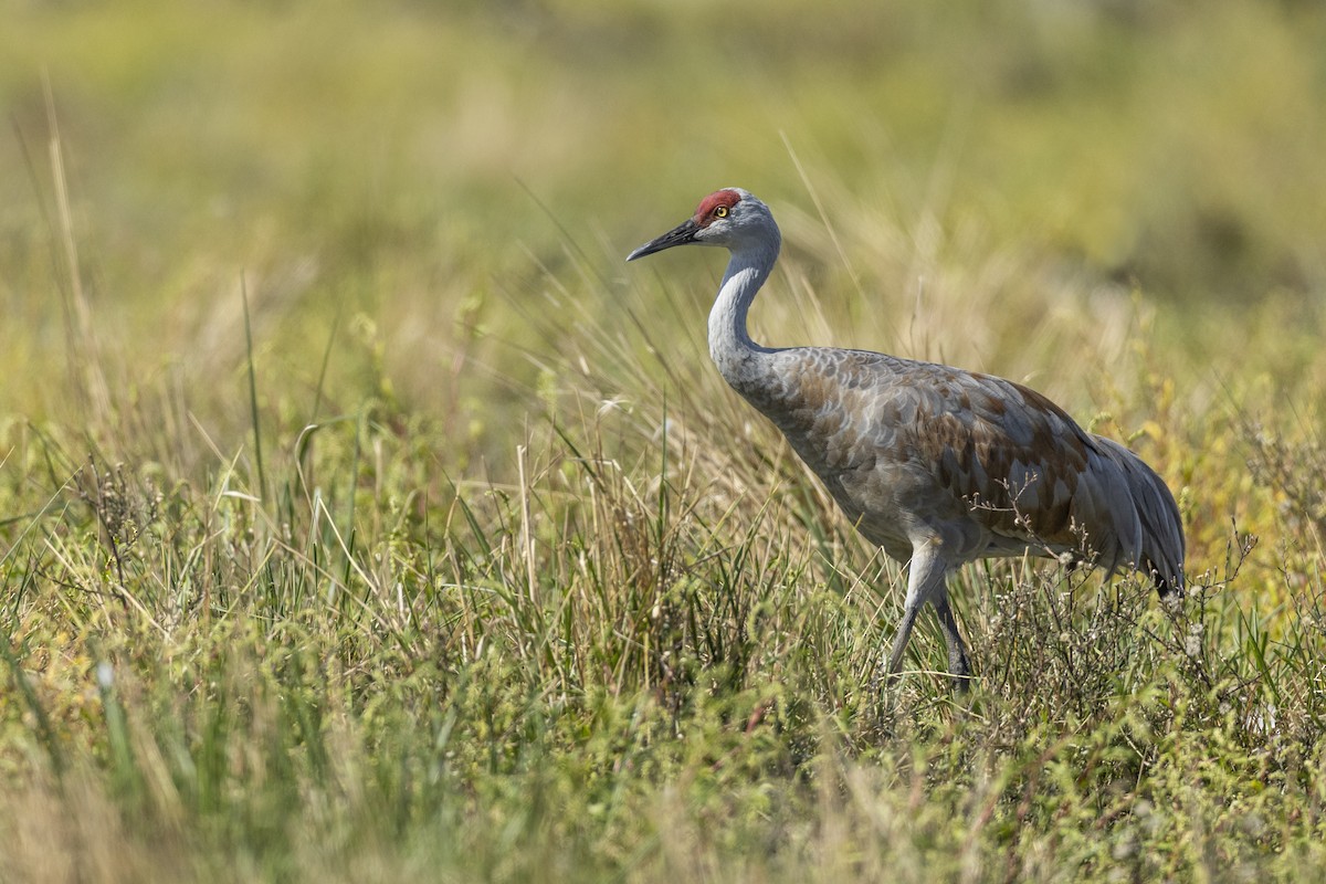 Sandhill Crane (canadensis) - ML620563037