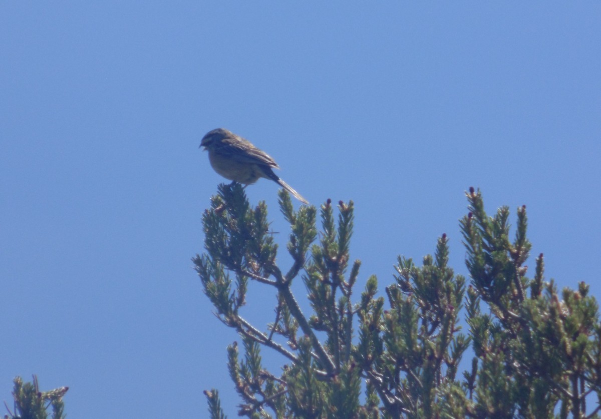 Rock Bunting - Rafa Al