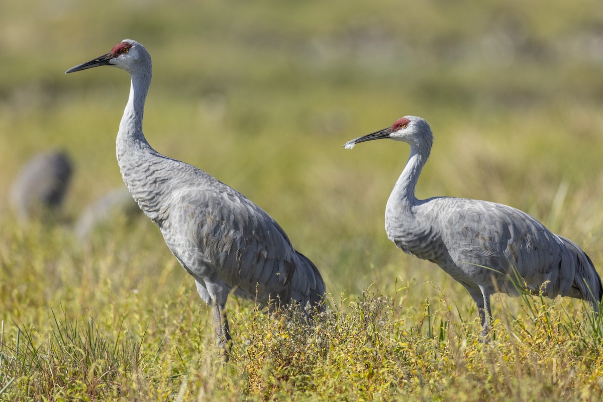 Grulla Canadiense (tabida/rowani) - ML620563044