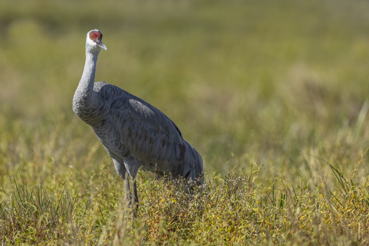 Grue du Canada (tabida/rowani) - ML620563045