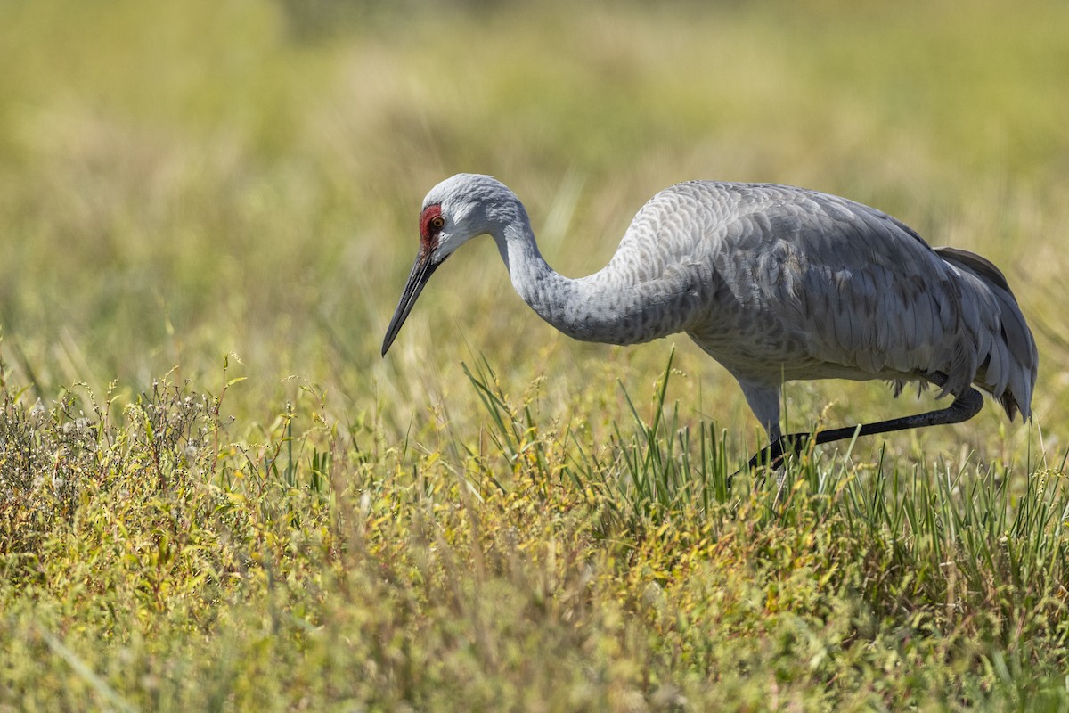 Grulla Canadiense (tabida/rowani) - ML620563046