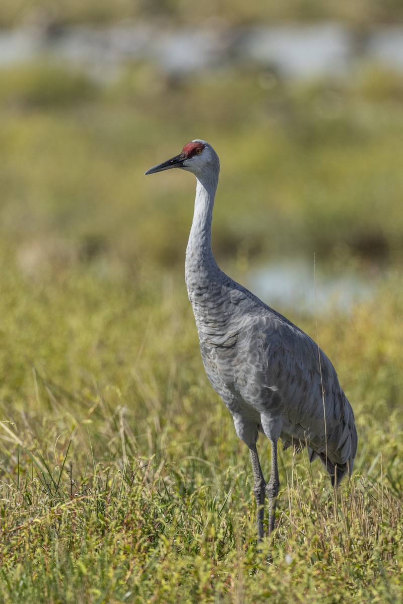 Grulla Canadiense (tabida/rowani) - ML620563048