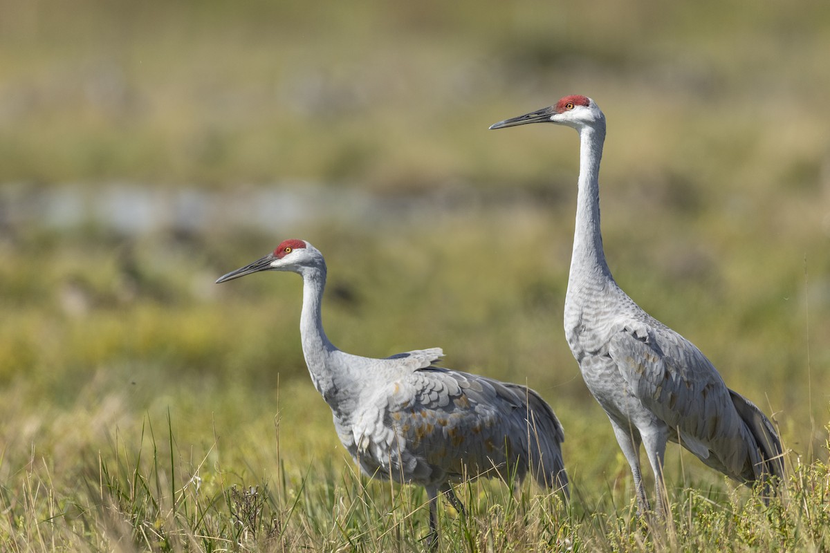 Grulla Canadiense (tabida/rowani) - ML620563050