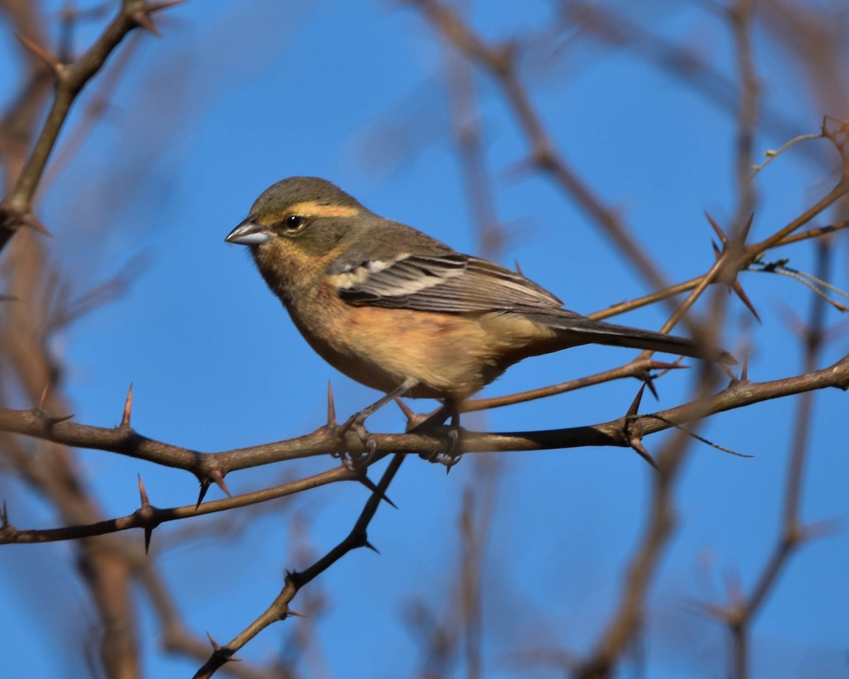 Cinnamon Warbling Finch - ML620563055