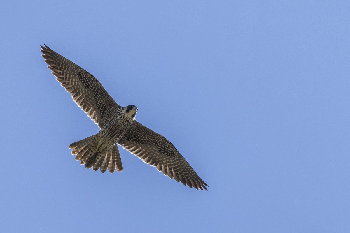 Halcón Peregrino (anatum) - ML620563057