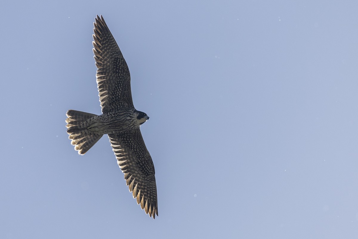 Halcón Peregrino (anatum) - ML620563058