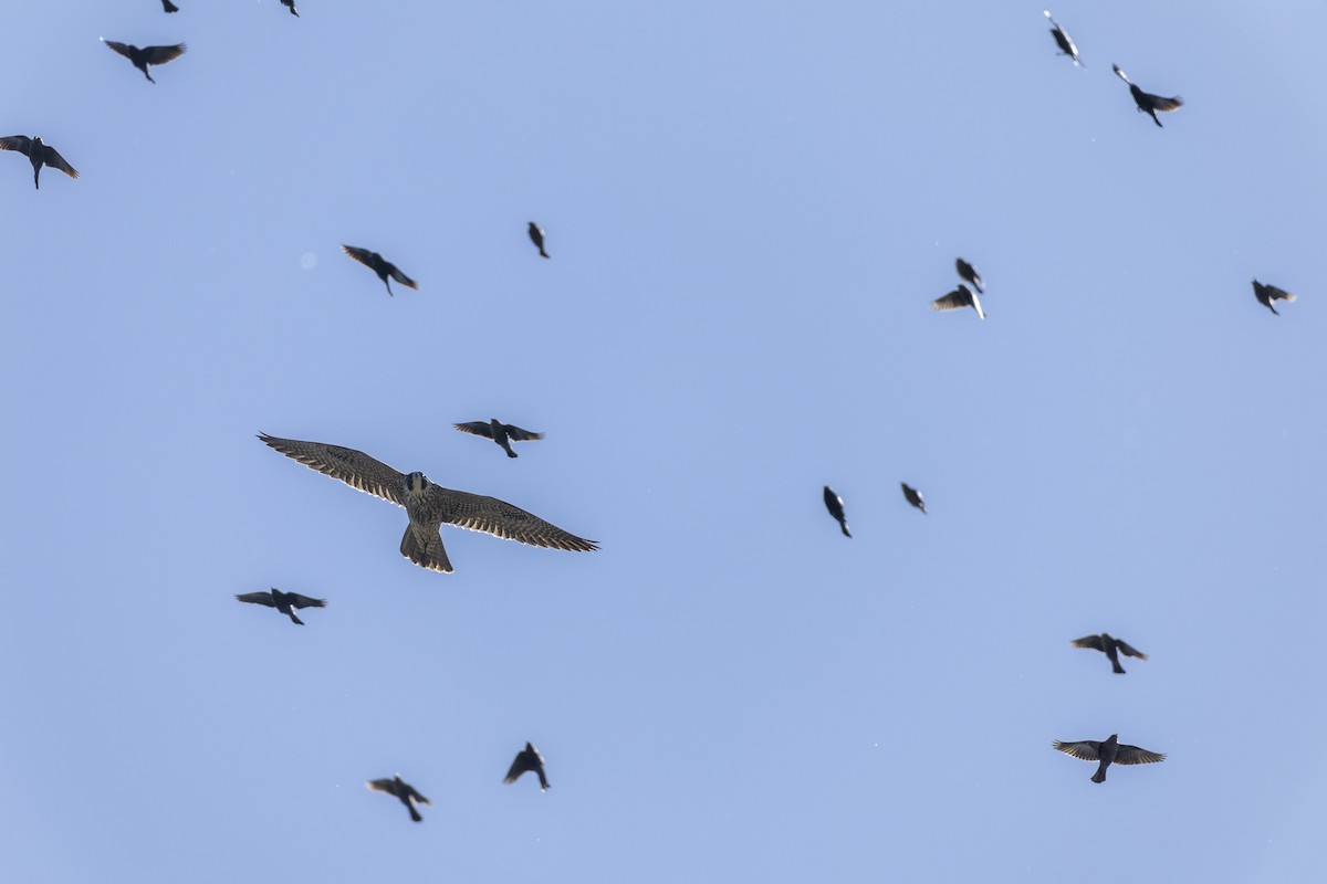 Peregrine Falcon (North American) - Michael Stubblefield