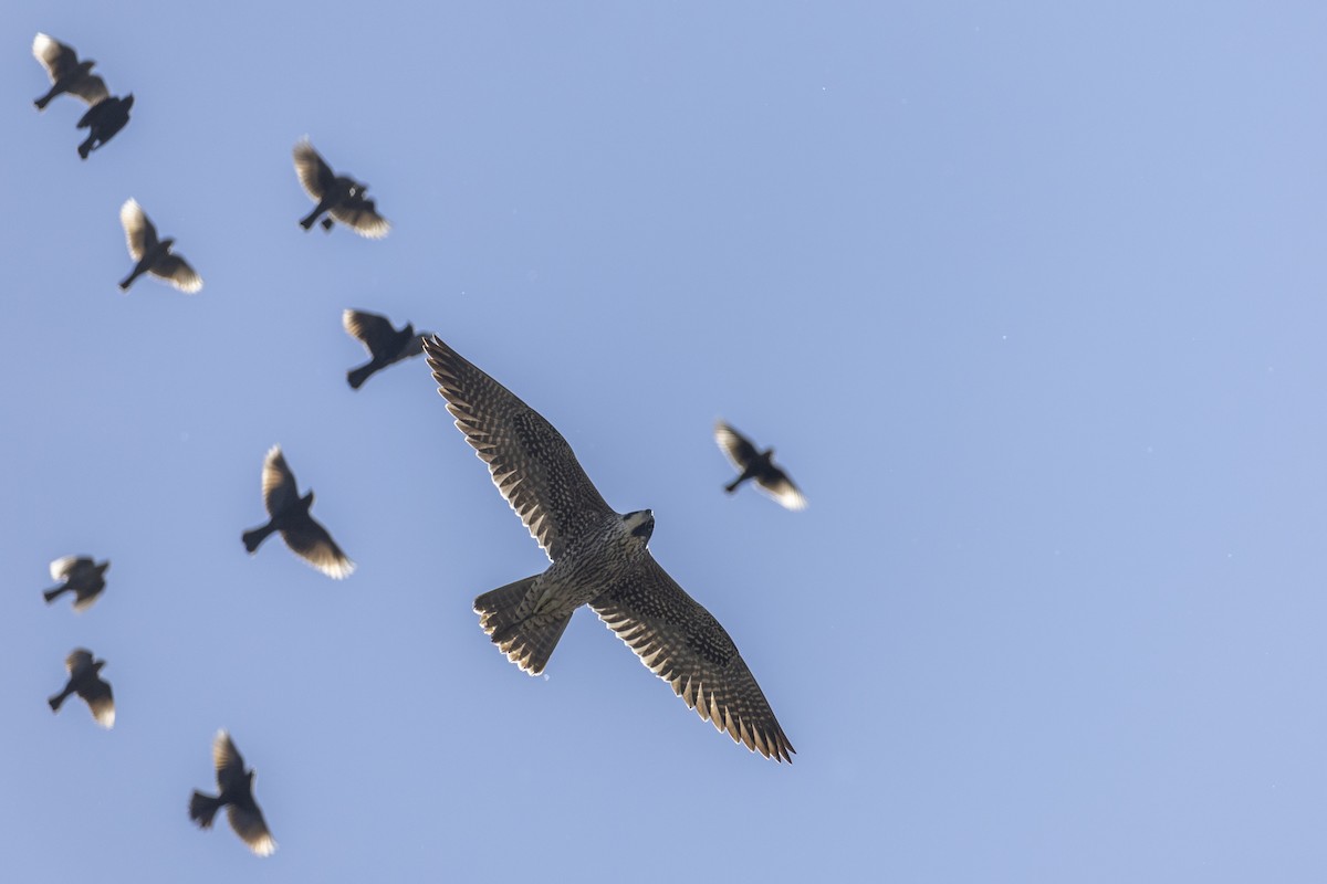 Peregrine Falcon (North American) - ML620563060