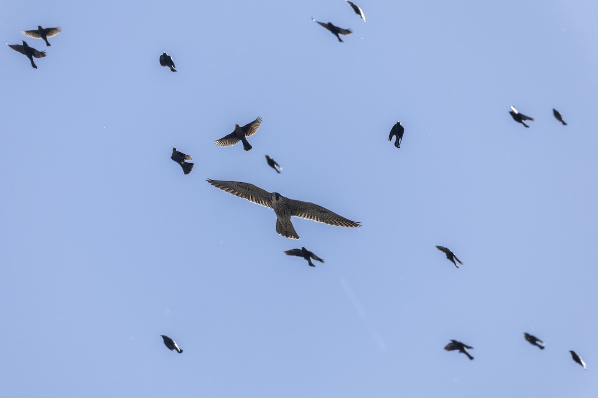 Peregrine Falcon (North American) - ML620563061