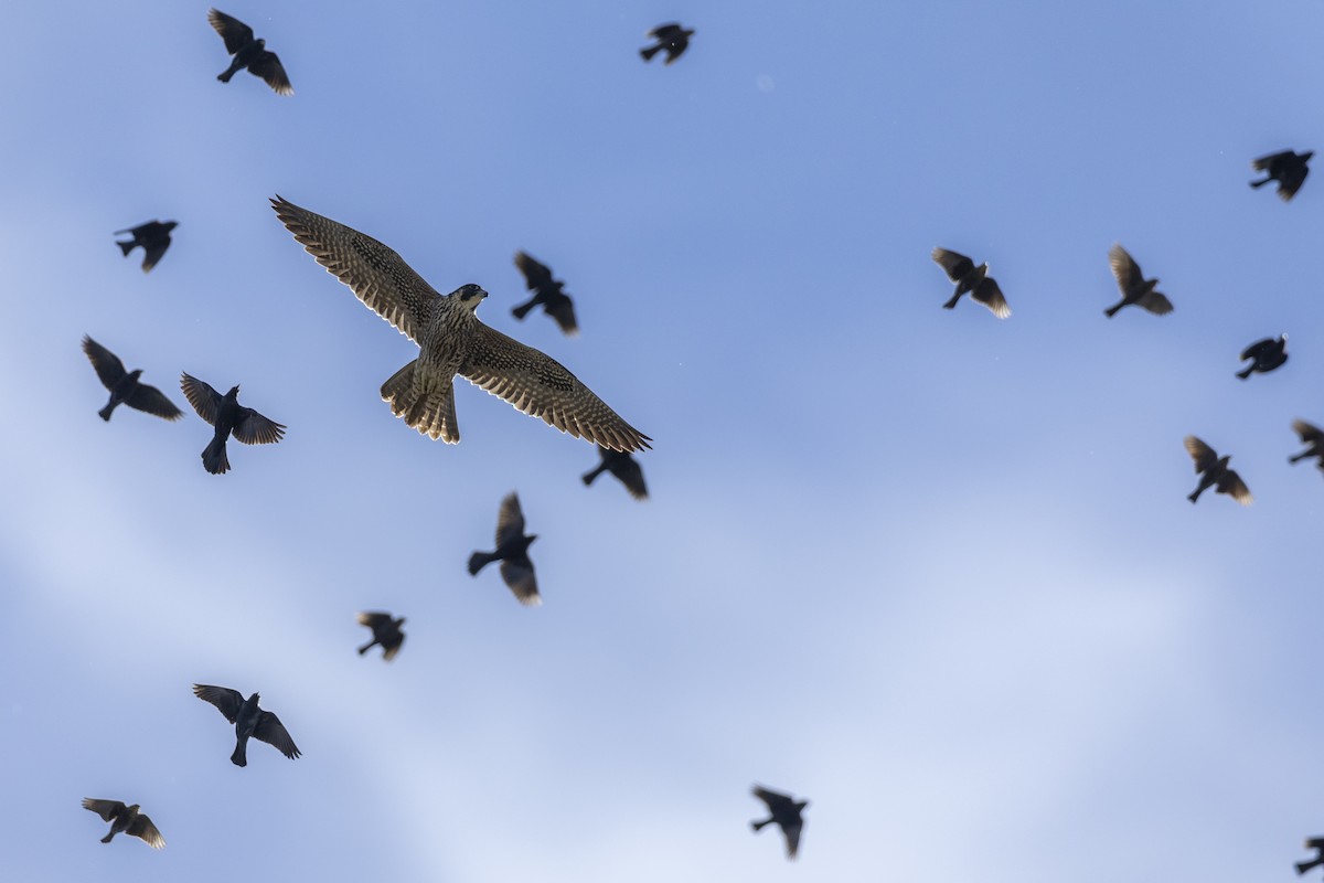 Peregrine Falcon (North American) - ML620563062