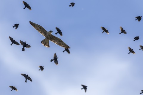 Peregrine Falcon (North American) - Falco peregrinus anatum