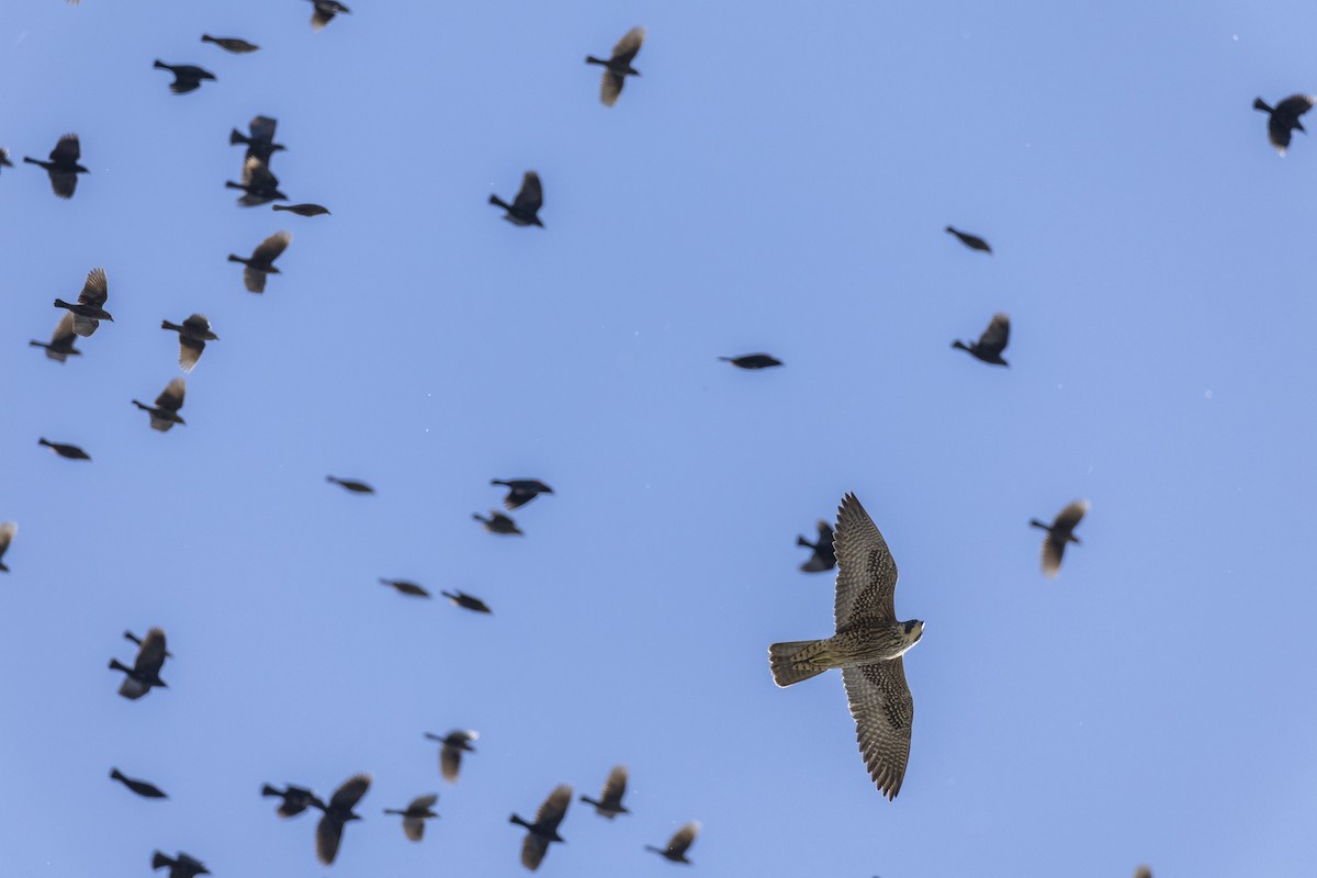 Peregrine Falcon (North American) - ML620563063