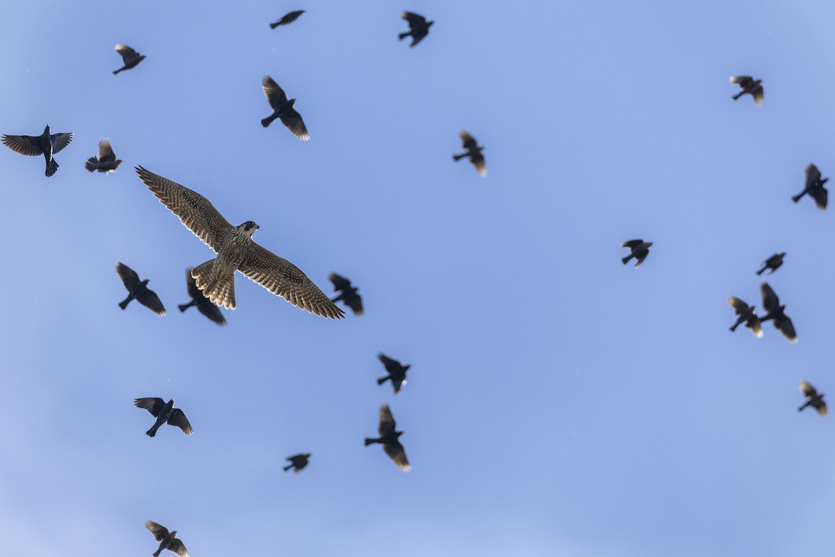 Peregrine Falcon (North American) - ML620563064