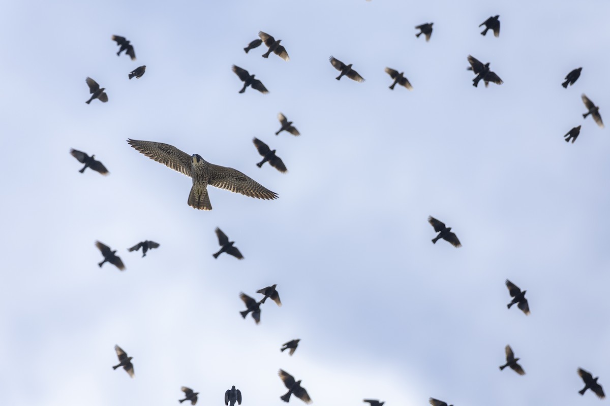 Peregrine Falcon (North American) - ML620563065