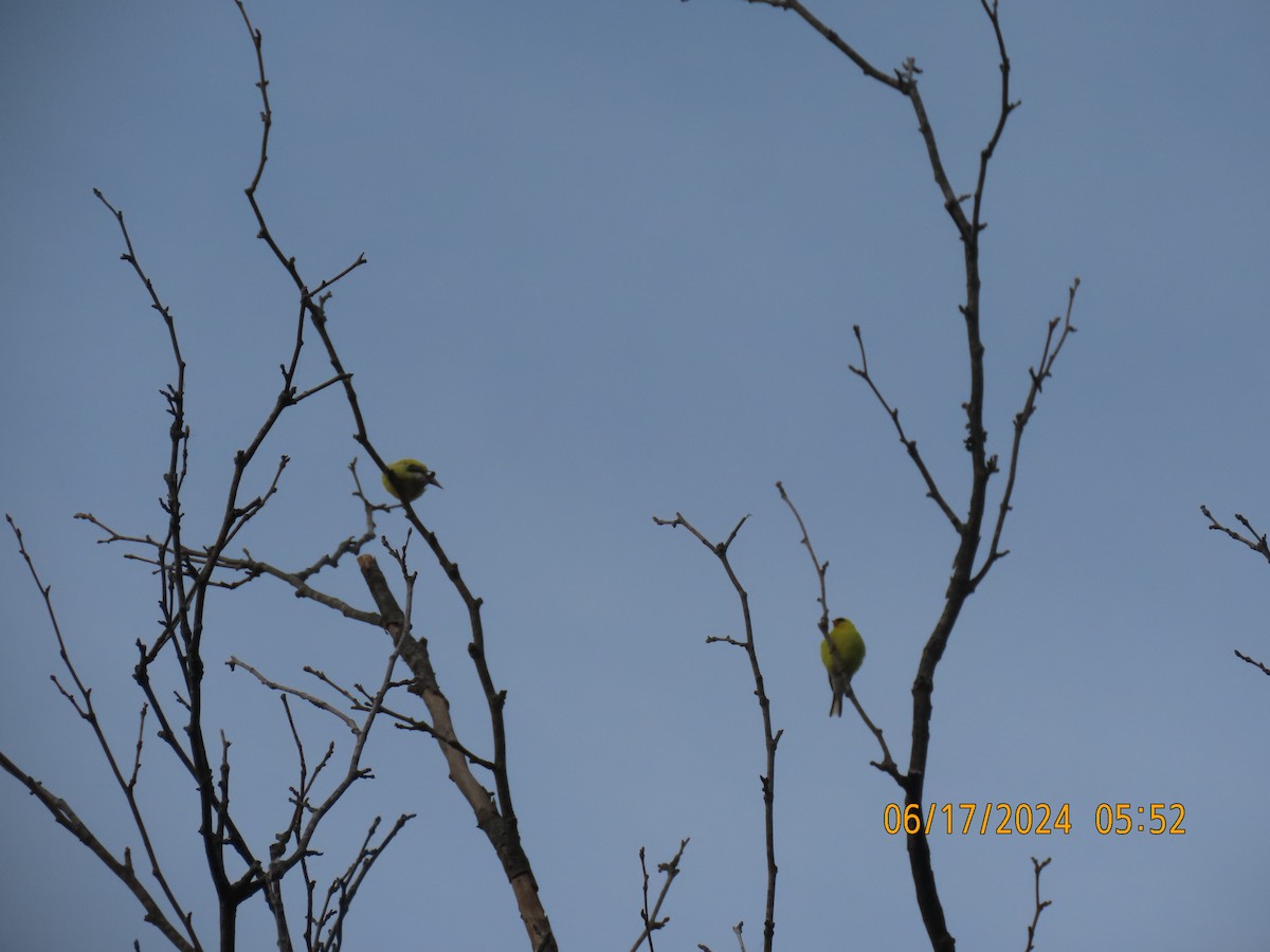 American Goldfinch - ML620563069