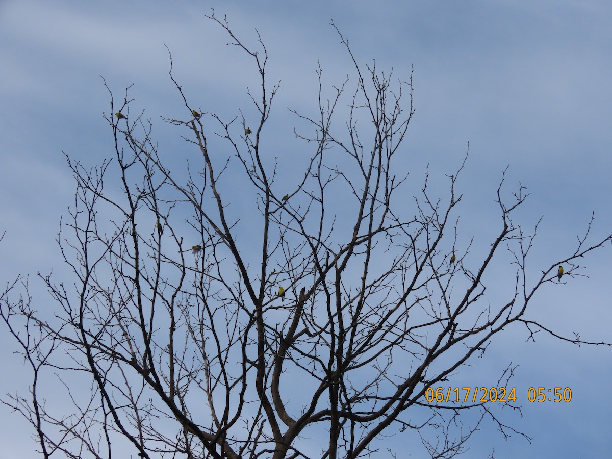 American Goldfinch - ML620563071