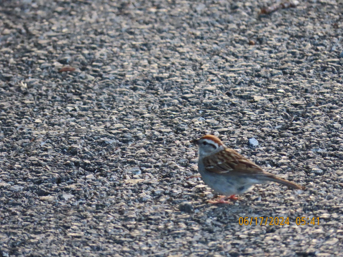 Chipping Sparrow - ML620563073