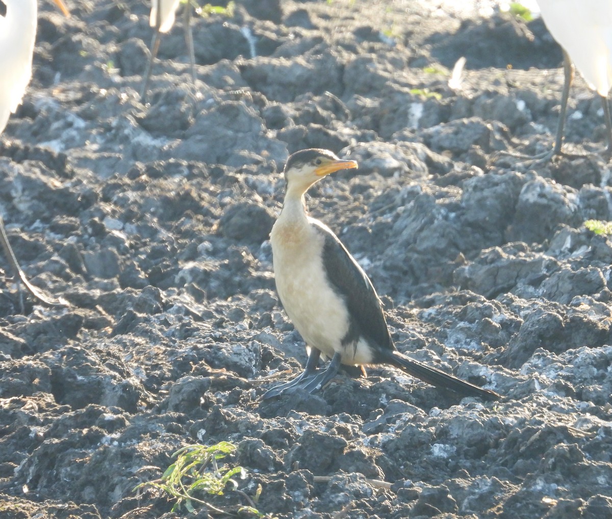 Pied Cormorant - ML620563074