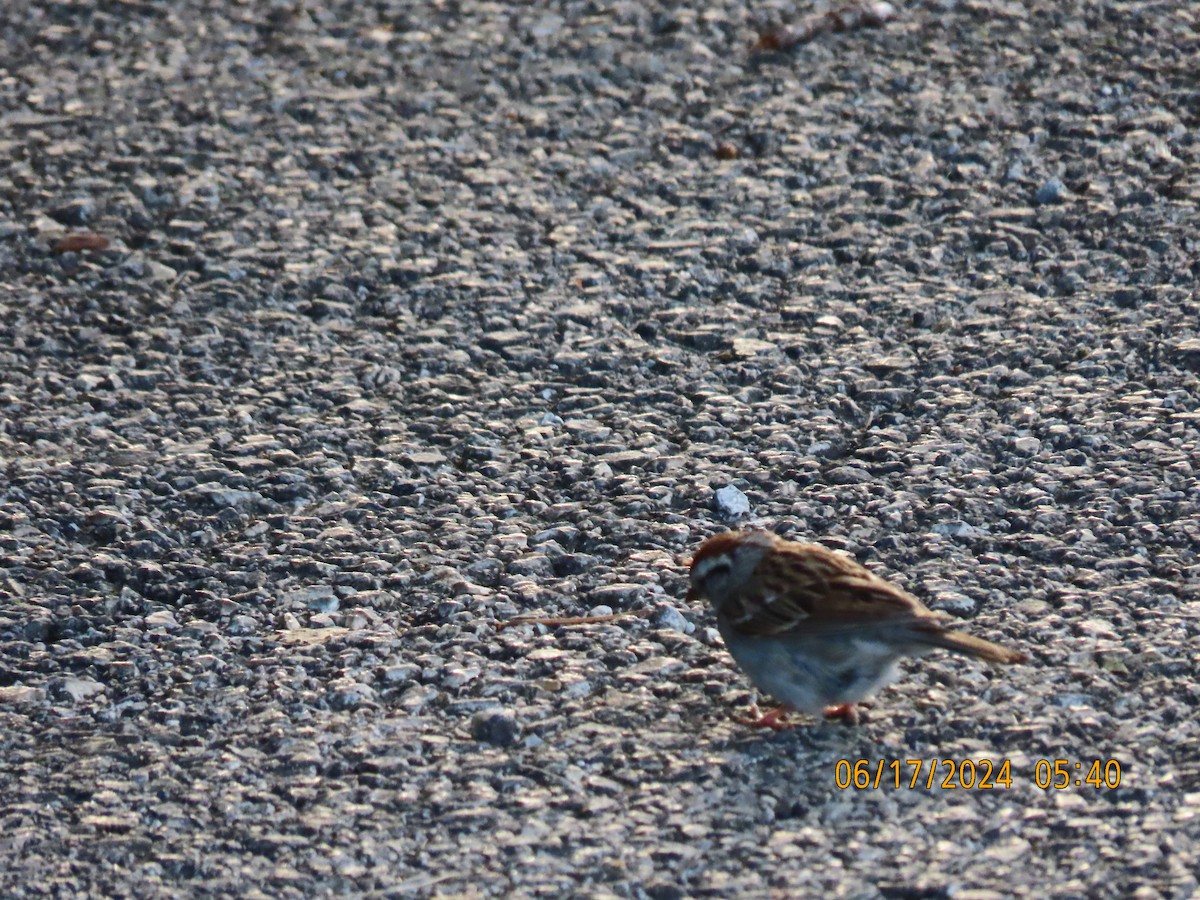 Chipping Sparrow - ML620563075