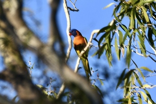 Red-collared Lorikeet - ML620563078