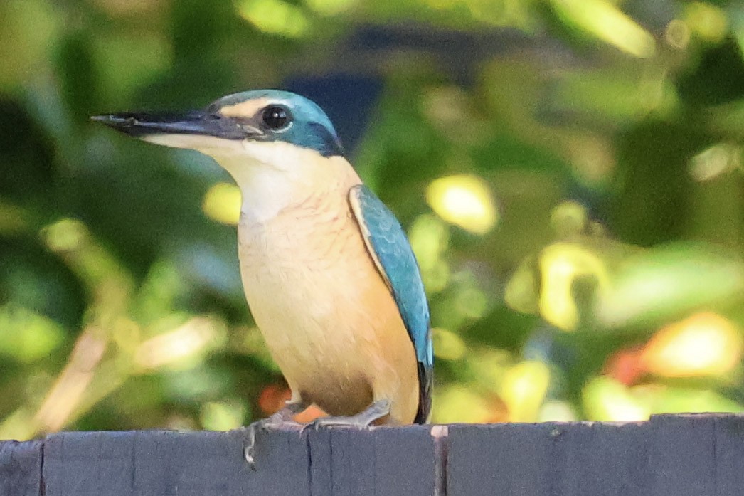 Sacred Kingfisher - ML620563082