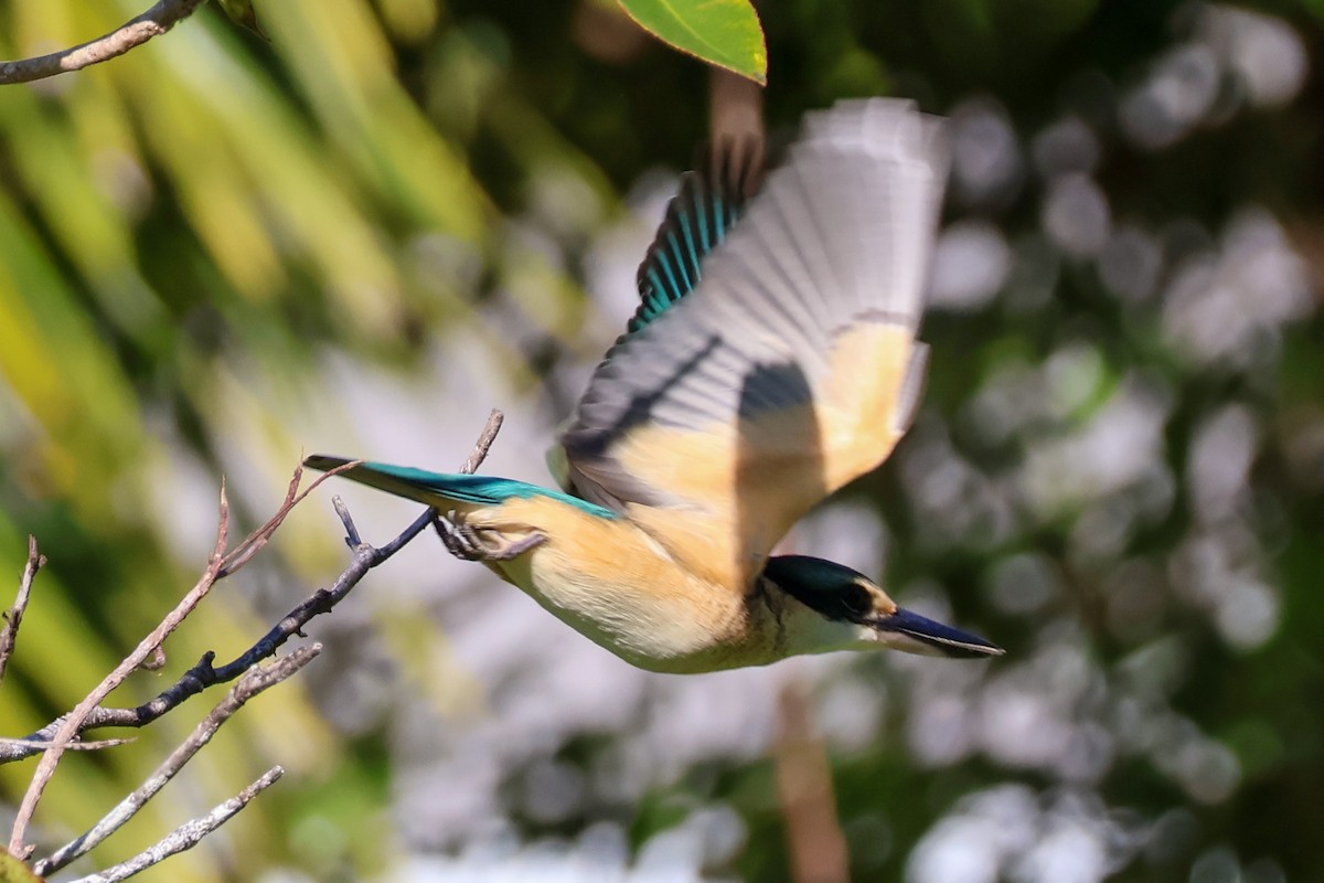 Sacred Kingfisher - ML620563083