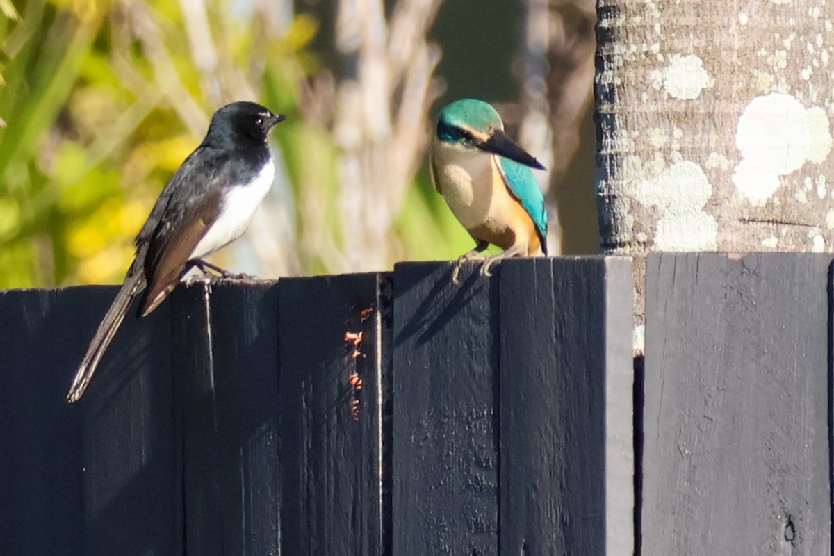 Sacred Kingfisher - ML620563084