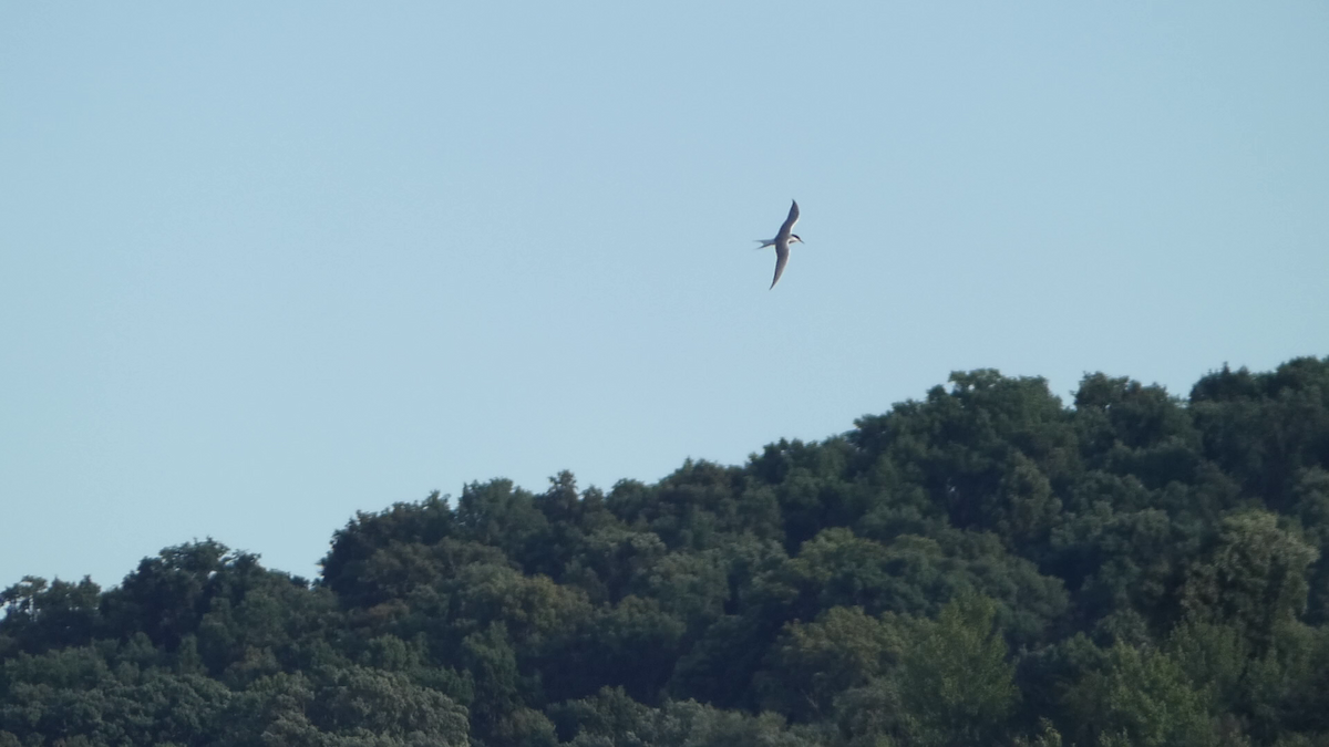 Common Tern - ML620563088