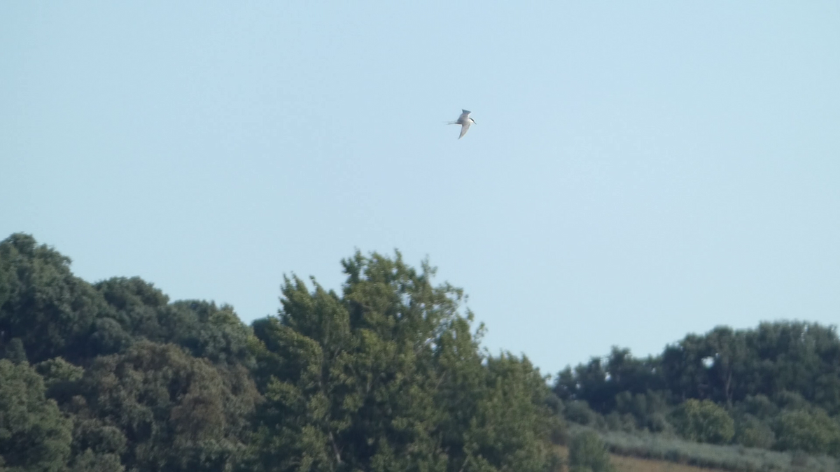 Common Tern - ML620563089