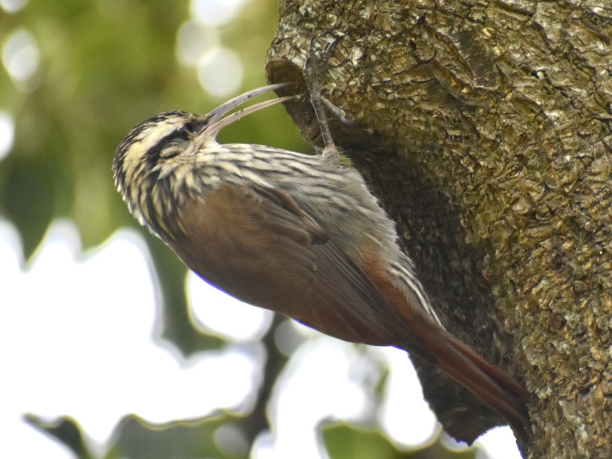 Narrow-billed Woodcreeper - ML620563108