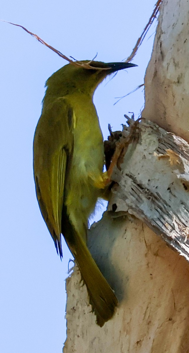 Yellow Honeyeater - ML620563109