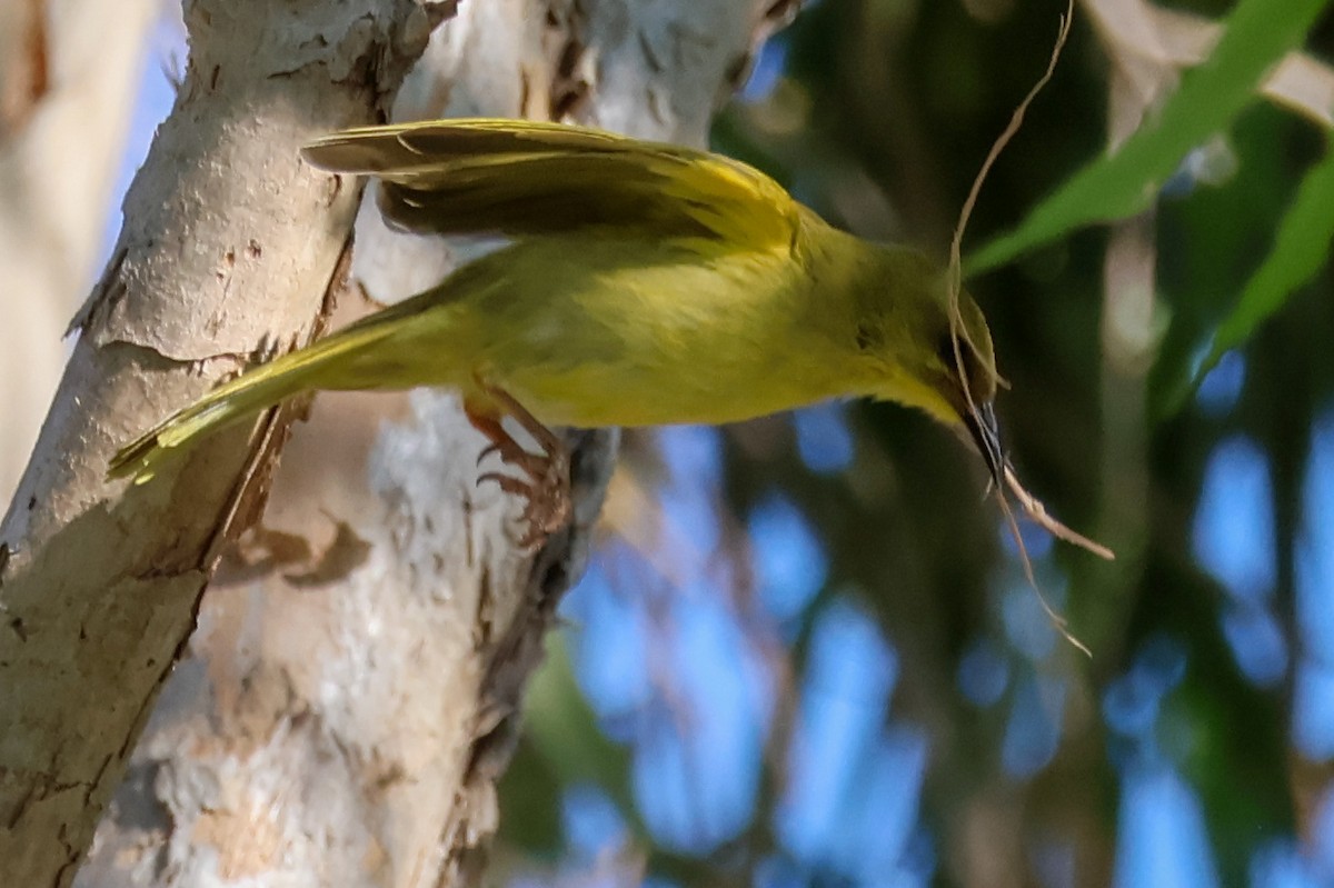 Yellow Honeyeater - ML620563113