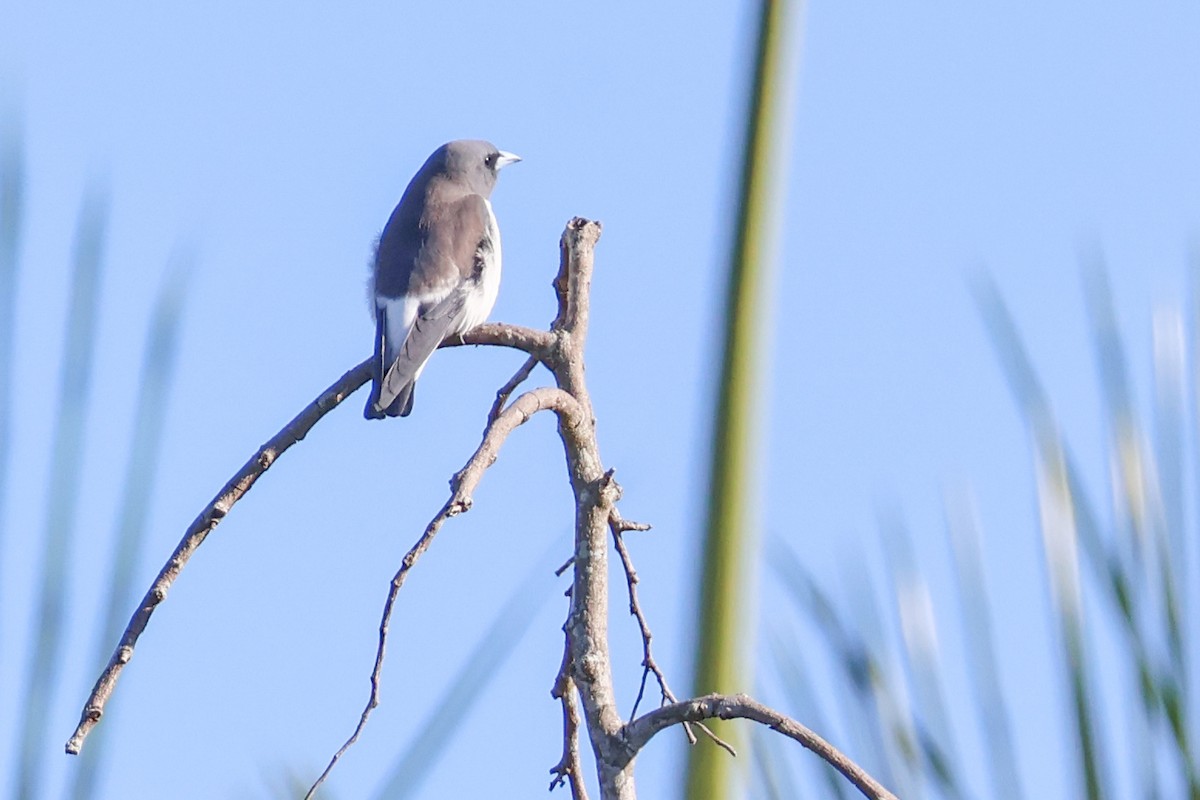 White-breasted Woodswallow - ML620563118